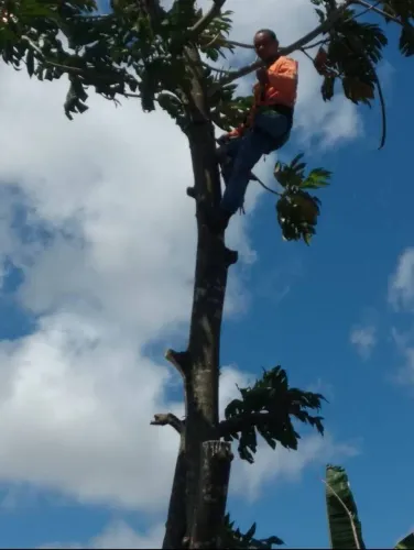 Poda de árvores com motorcerra