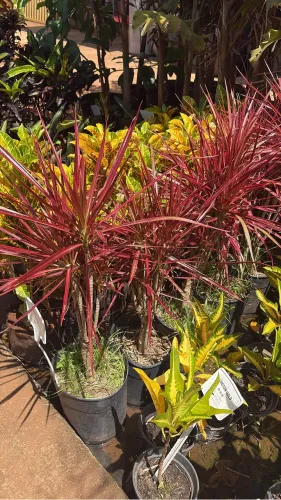 Muda de Dracena Tricolor