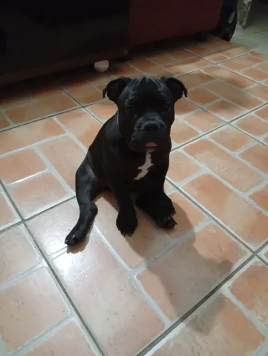 American Bully