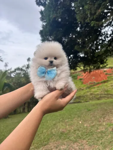 Spitz alemão anão Ursinho
