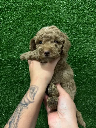 Poodle Toy raça mais inteligente 