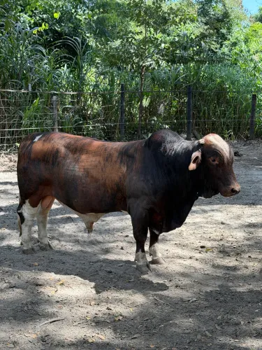 Mini boi mini vaca