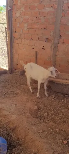 Bode e Cabras, leia a descrição 