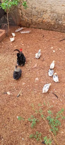 Pintinhos