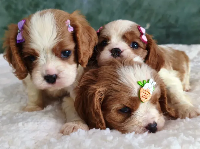 Cavalier King Spaniel