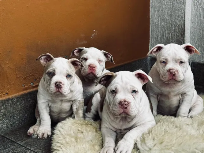 Filhotes de American Bully Pocket 