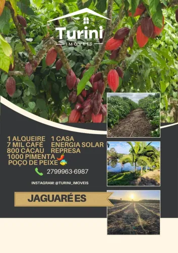 1 alqueire em Jaguaré es