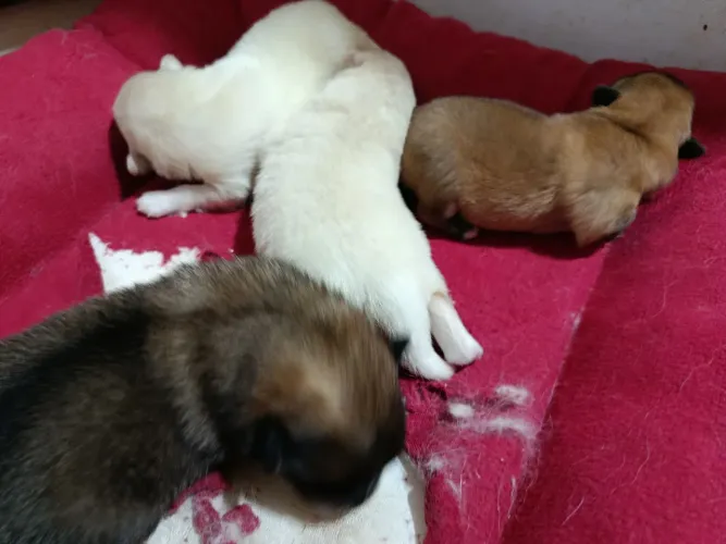 Vendo filhotes de spitz alemão