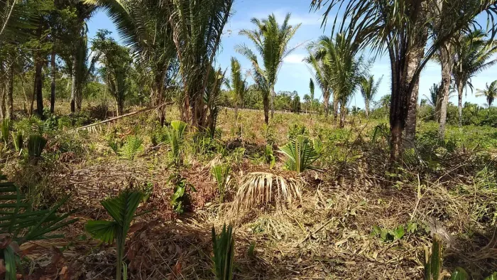 Imóvel para venda possui 10000 metros quadrados em Quebra Pote - São Luís - MA
