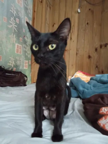 Gata para adoção