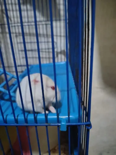 Hamster Anão russo - filhotes 