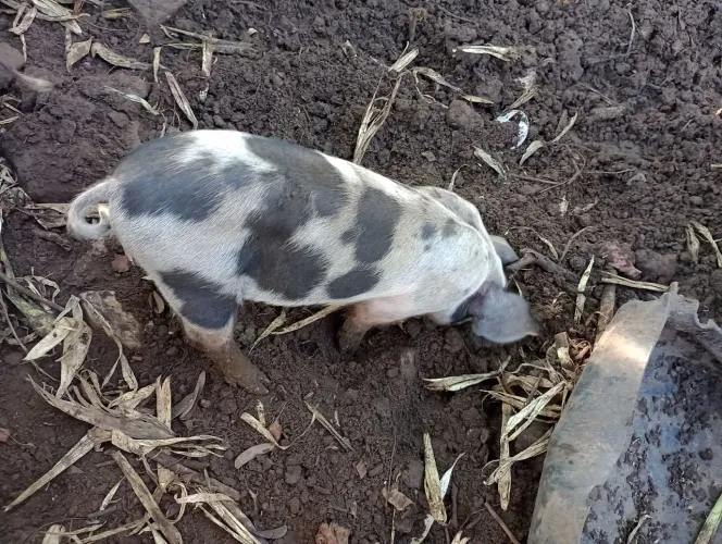 Porco macho