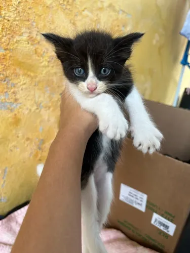 Doação de gatinhos