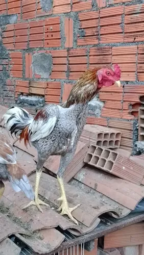 Galos indianos 