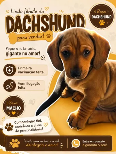 Cachorro salsicha (Dachshund)