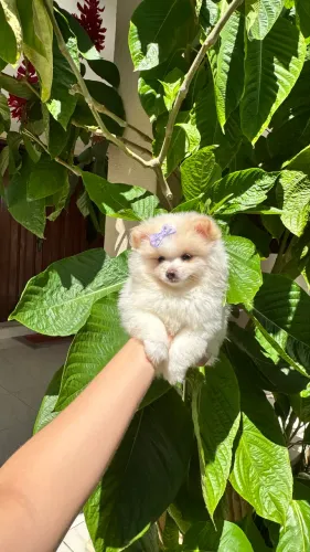 Lulu da Pomerânia Fêmea - Excelente linhagem 