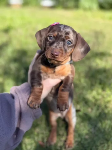 Linguicinha Dachshund Mofadinho