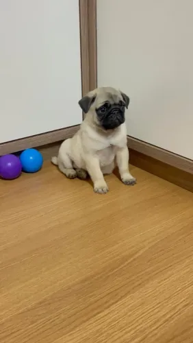 Filhote de pug