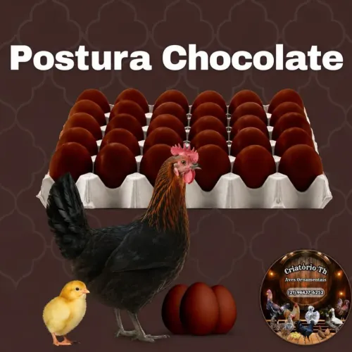 Pintinho Poedeira de ovo chocolate 