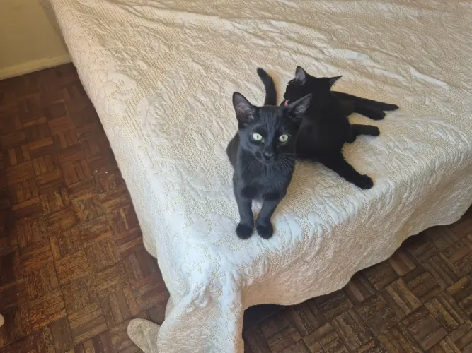 Doação de Gatinhos