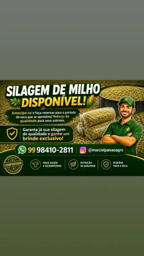 Silagem de milho 