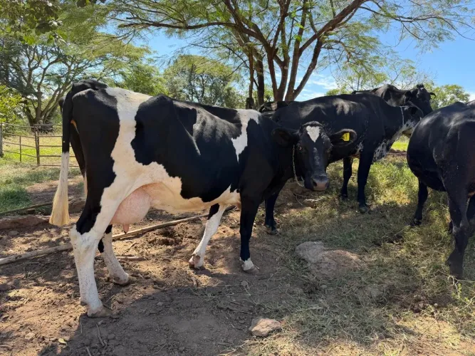 Vacas 