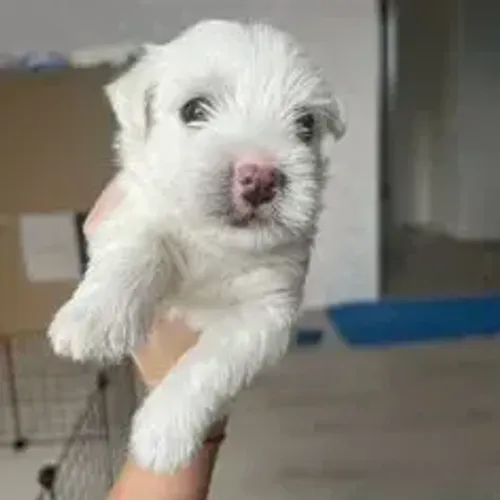 West Terrier Filhote Branco Bem Cuidado