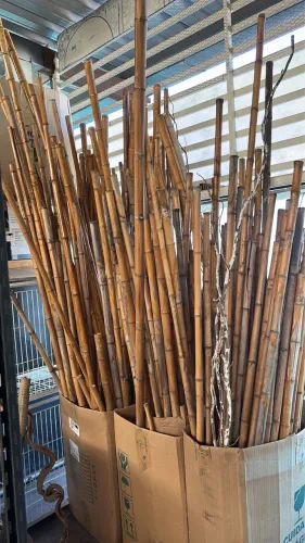 Bambu 10,00cada