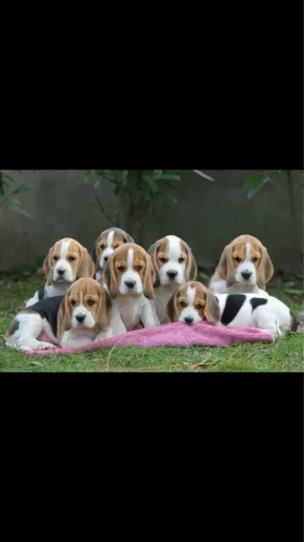 Beagles a pronta entrega