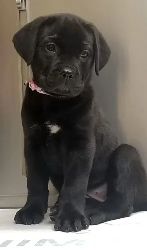 Cane Corso Conquista com Jeitinho Discreto