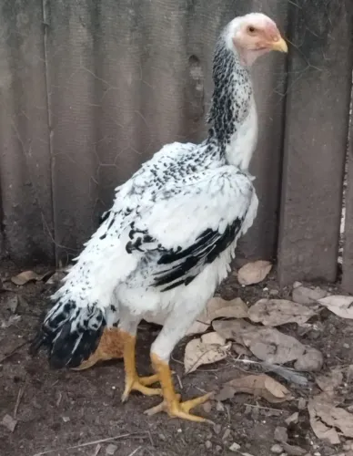 Galinha Índio Gigante 