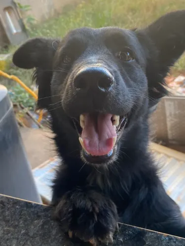 Doação de lindo macho mistura de labrador e pastor alemão 