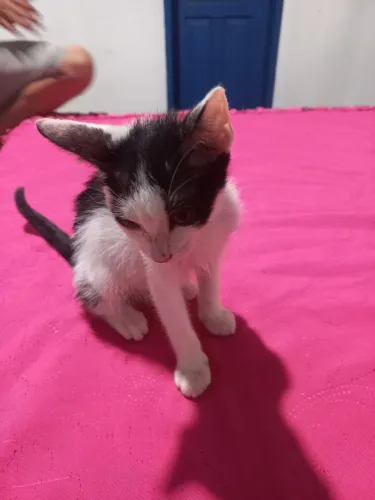 Gata fêmea para adoção.