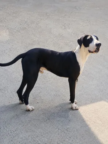 Doa se Dogue alemão