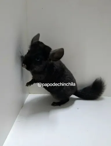 Chinchila extra dark ebony.