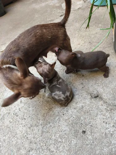 Filhotes de Pinscher disponíveis