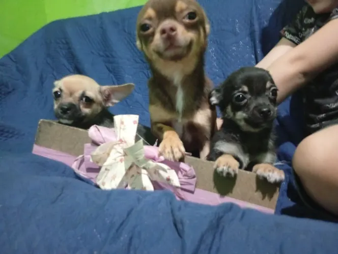 Chihuahuas Filhotes 1 Fêmea 1 Macho Vacinados Disponível Para Venda