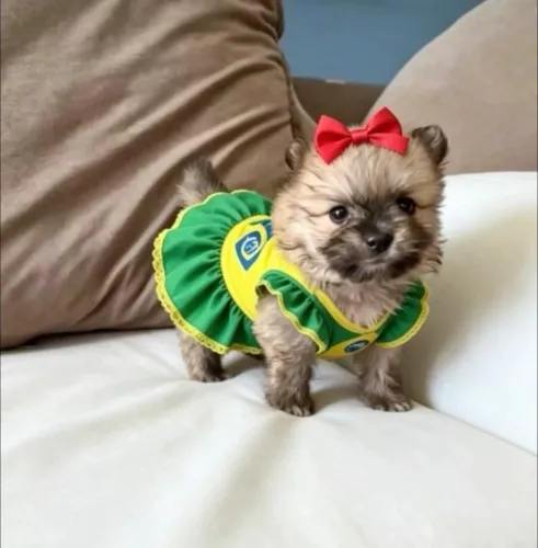 Spitz alemã anã fêmea 