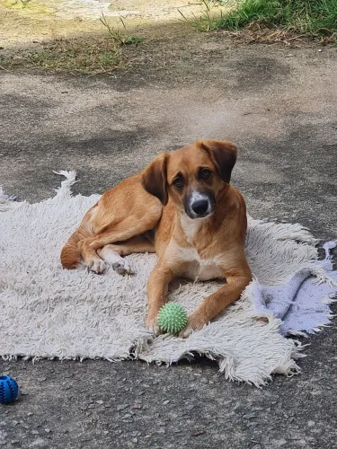 Animais de estimação