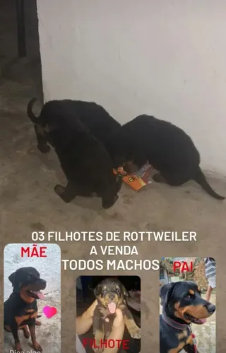 Rottweiler