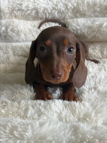 Filhotes de Daschund Teckel