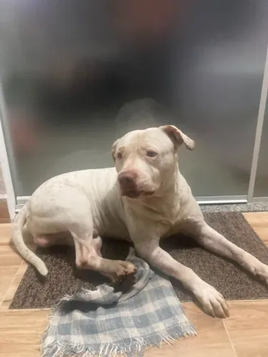 PITBULL PARA ADOÇÃO - DÓCIL E CARINHOSO