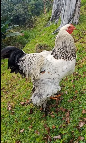 Galo Brahma 