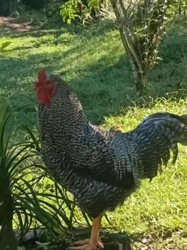 Galo caipira 