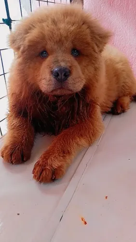 Filhote de Chow Chow macho