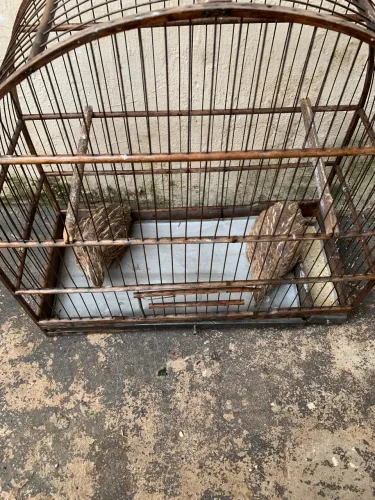 Vendo codornas e giaola
