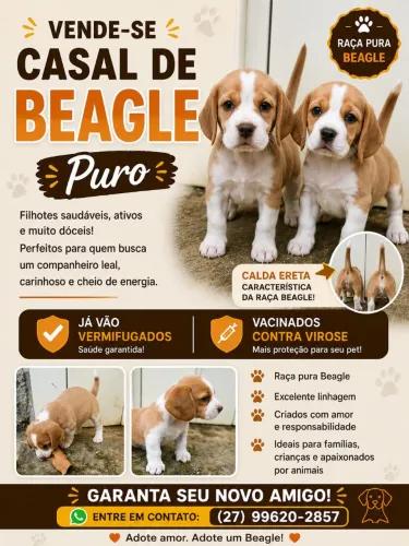 Casal Beagle disponível 1000 macho 1200 fêmea ,vacinado e vermifulgado 1800 leva os dois 