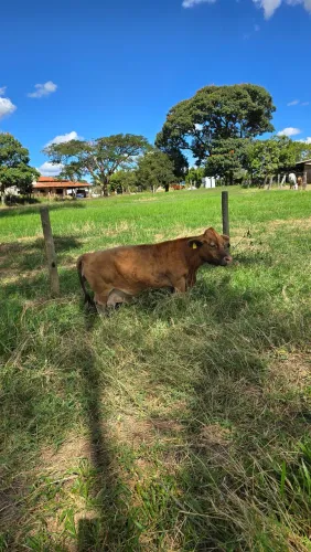 Mini vaca / mini novilha 