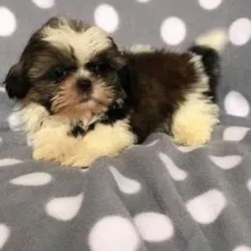 Shih Tzu,Shih Tzu Filhote Linda Linhagem Disponível