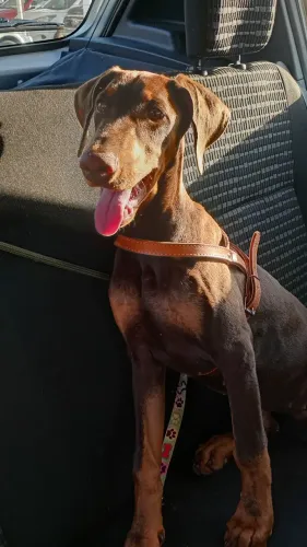 Cachorro dobermann